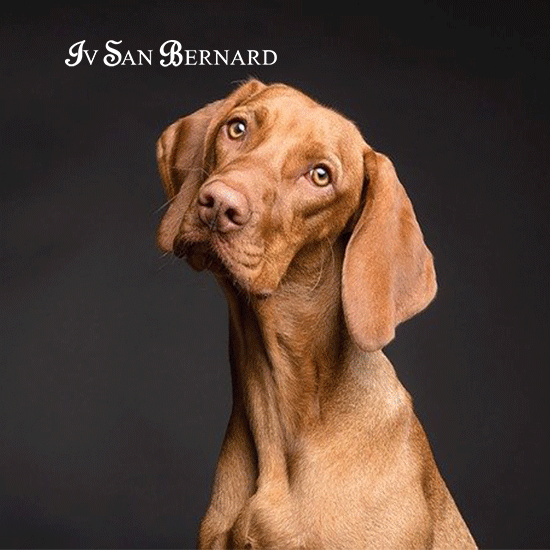 Iv San Bernard ❤️- Specialista di cani e gatti
