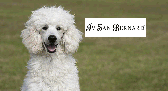 Iv San Bernard ❤️ specialista di cani e gatti