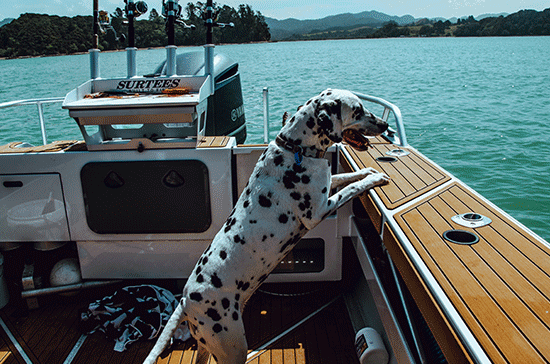 IV SAN BERNARD ❤️ suggerisce come gestire i cani in barca